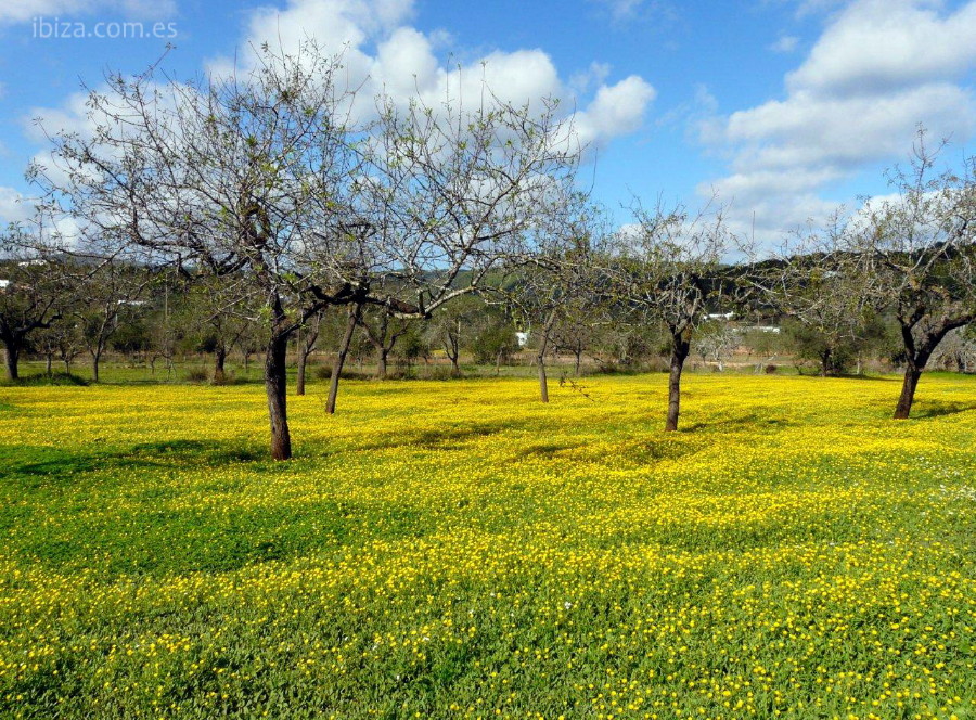 Campos de Ibiza cubiertos de flor en primavera